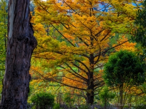 Canberra Autumn